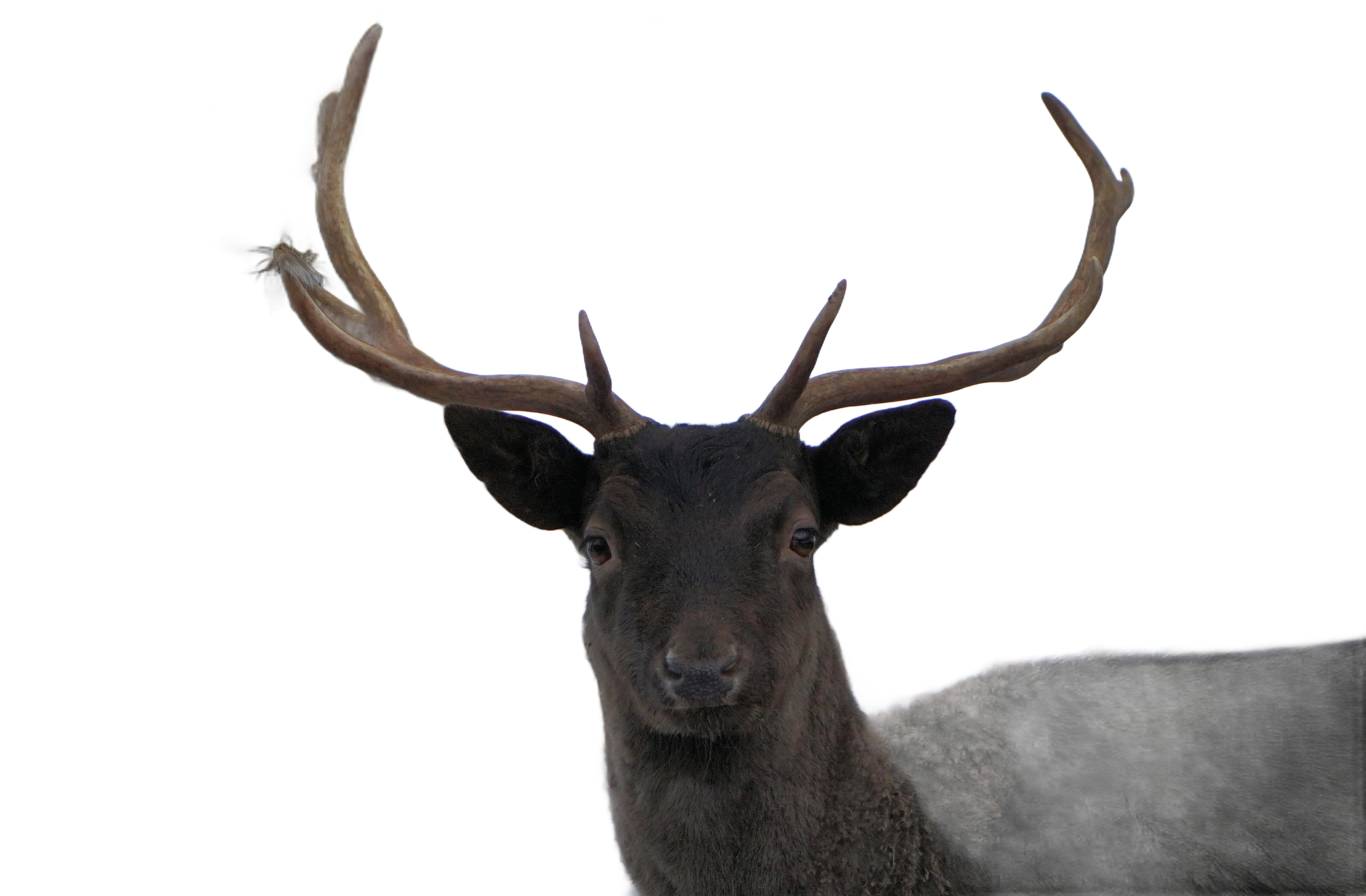 Background Removal After