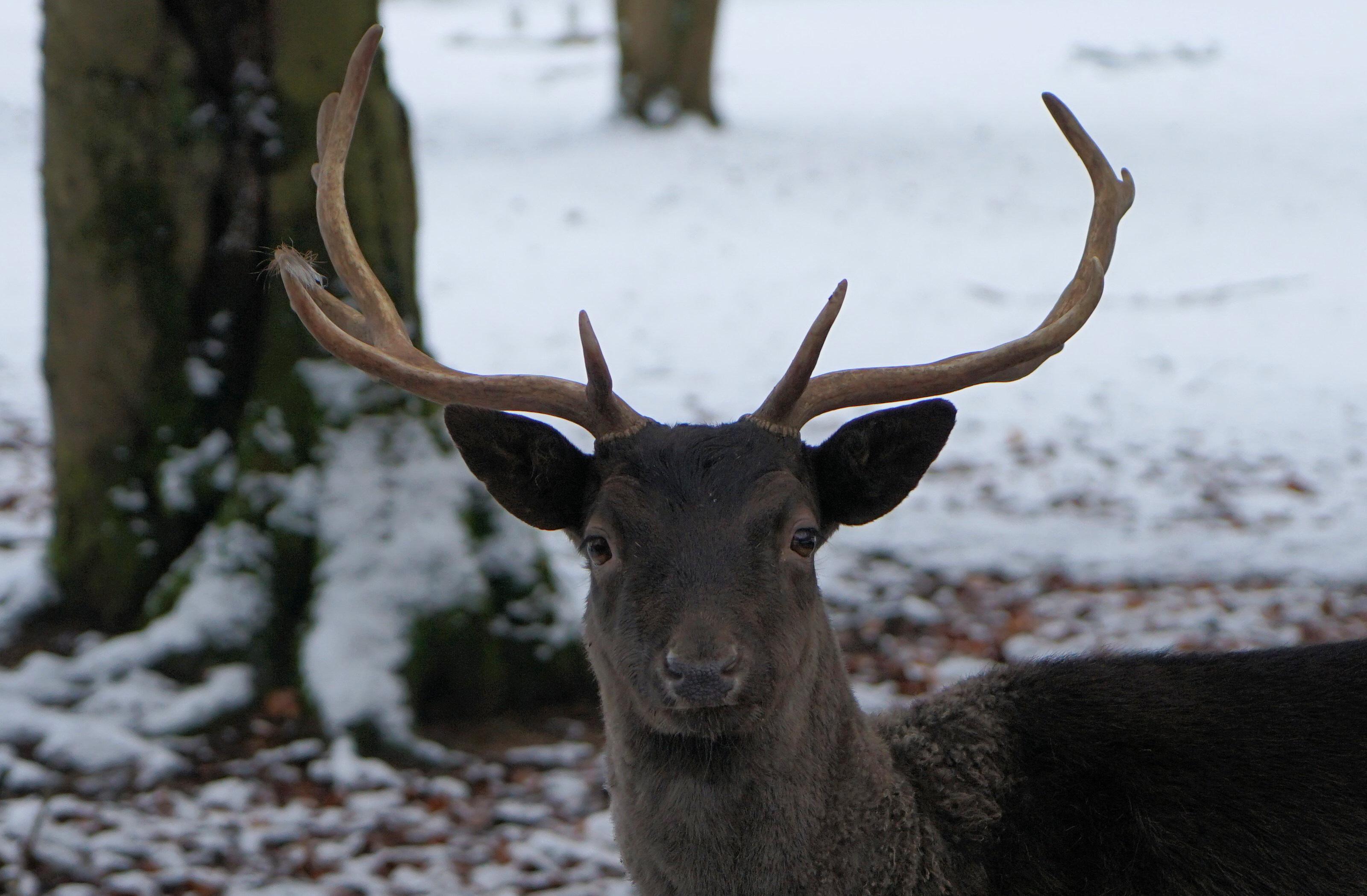 Background Removal Before